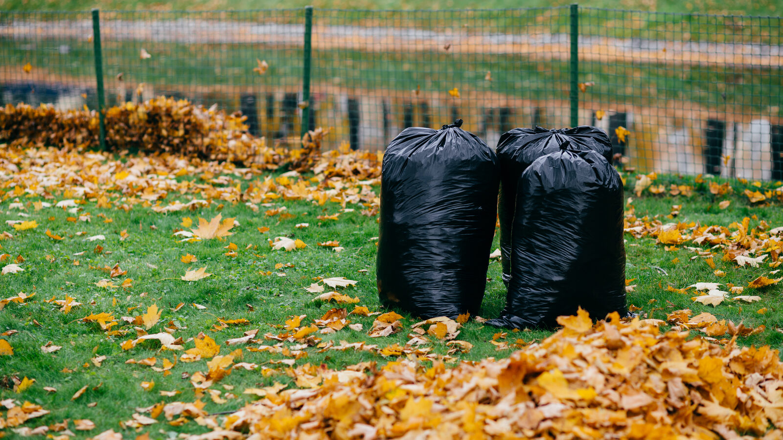 Bagged leaves and a raked lawn after a yard clean-up